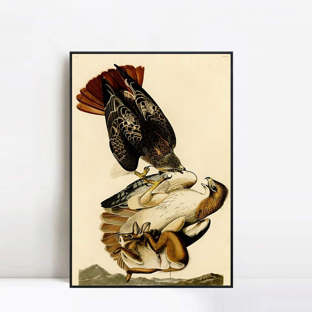 INVIN ART Framed Canvas Giclee Print Red tailed Hawk by John James Audubon Wall Art Living Room Home Office Decorations(Black Slim Frame,20"x28")