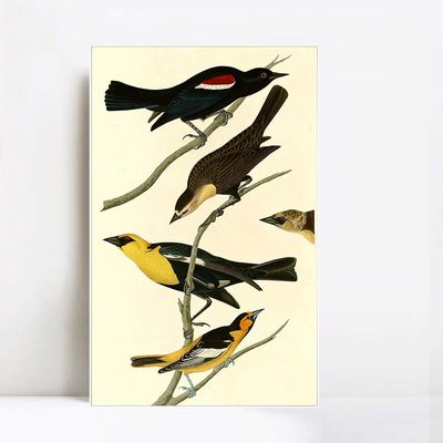 INVIN ART Framed Canvas Giclee Print Yellow headed Troopial by John James Audubon Wall Art Living Room Home Office Decorations(White Slim Frame,20"x28")