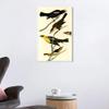 INVIN ART Framed Canvas Giclee Print Yellow headed Troopial by John James Audubon Wall Art Living Room Home Office Decorations(White Slim Frame,20"x28") view 2
