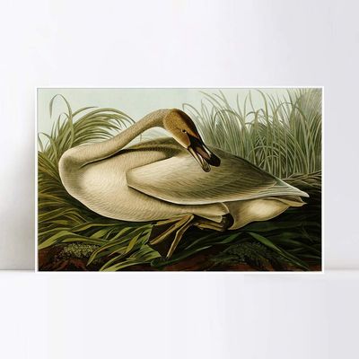 INVIN ART Framed Canvas Giclee Print Trumpeter Swan by John James Audubon Wall Art Living Room Home Office Decorations(White Slim Frame,20"x28")
