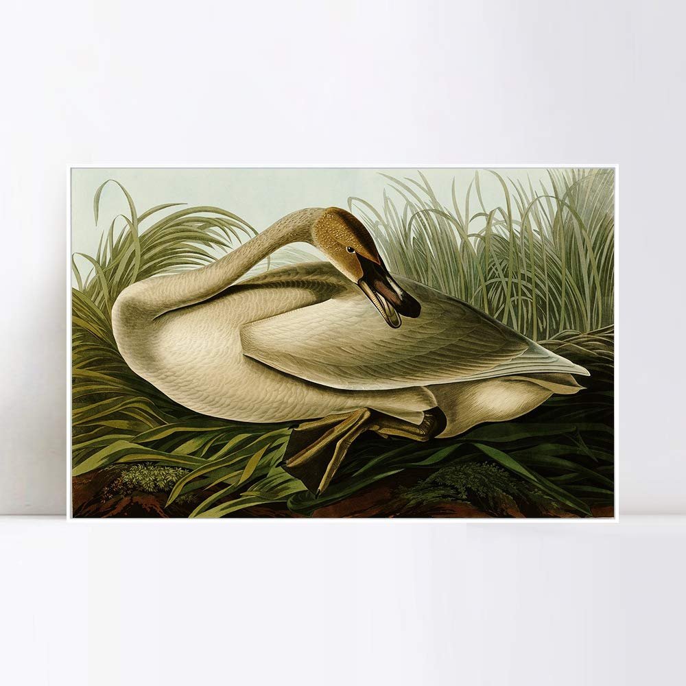 INVIN ART Framed Canvas Giclee Print Trumpeter Swan by John James Audubon Wall Art Living Room Home Office Decorations(White Slim Frame,20"x28")