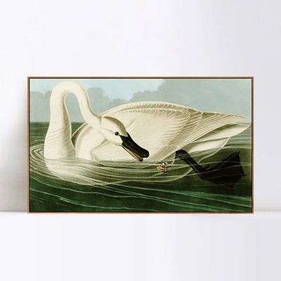 INVIN ART Framed Canvas Giclee Print Trumpeter Swan by John James Audubon Wall Art Living Room Home Office Decorations(Wood Color Slim Frame,20"x28")
