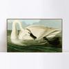 INVIN ART Framed Canvas Giclee Print Trumpeter Swan by John James Audubon Wall Art Living Room Home Office Decorations(Wood Color Slim Frame,20"x28") view 1