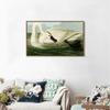 INVIN ART Framed Canvas Giclee Print Trumpeter Swan by John James Audubon Wall Art Living Room Home Office Decorations(Wood Color Slim Frame,20"x28") view 3