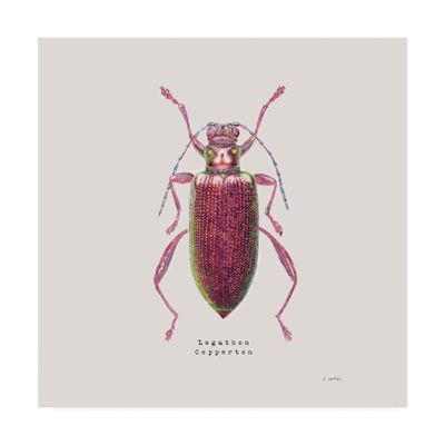 Trademark Fine Art Adorning Coleoptera VI Sq Claret by James Wiens, 18x18