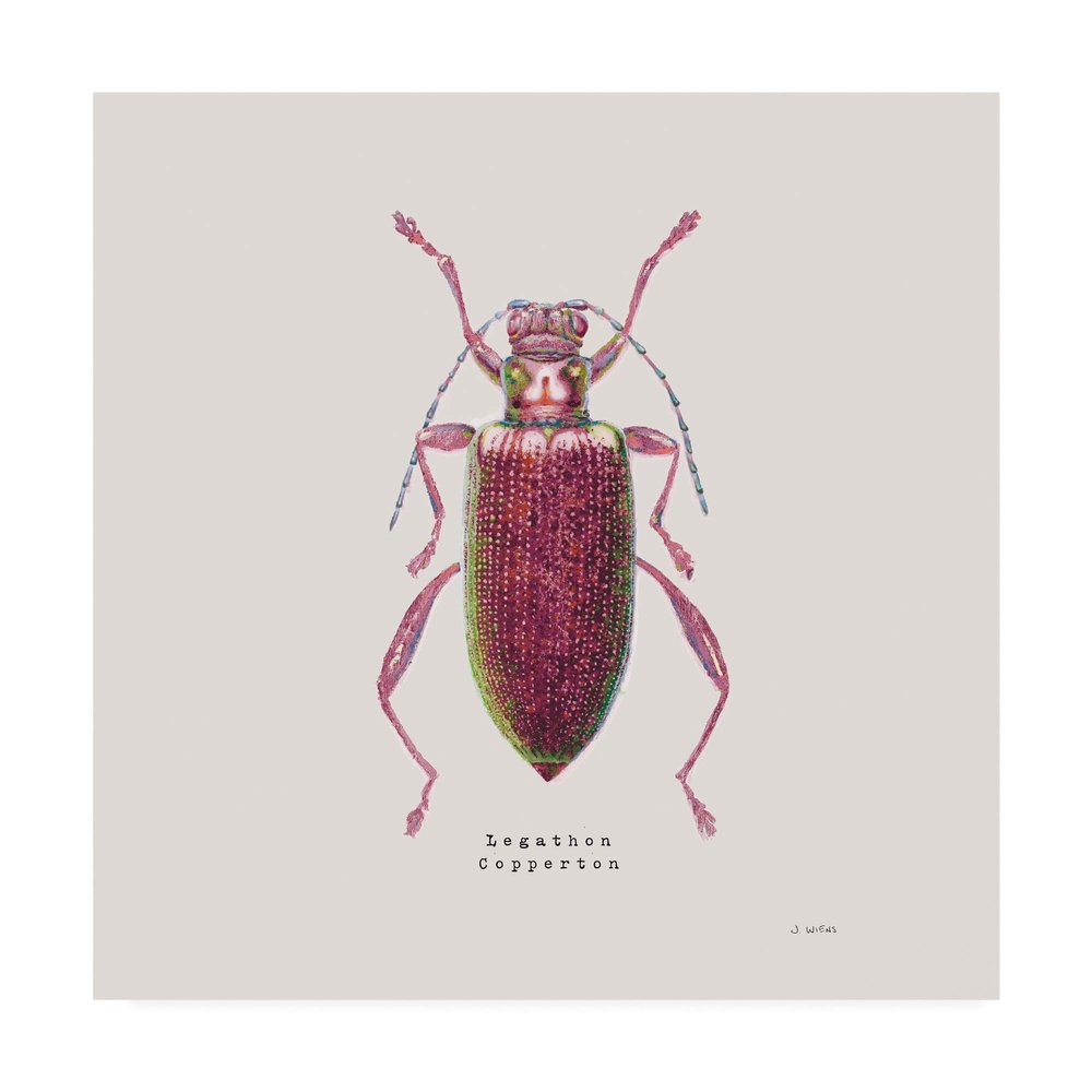 Trademark Fine Art Adorning Coleoptera VI Sq Claret by James Wiens, 18x18