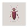 Trademark Fine Art Adorning Coleoptera VI Sq Claret by James Wiens, 18x18 view 1