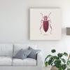 Trademark Fine Art Adorning Coleoptera VI Sq Claret by James Wiens, 18x18 view 3