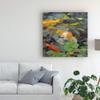 Trademark Fine Art Golden Koi Swimming by Chuck Larivey, 18x18 view 3
