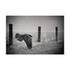 Trademark Fine Art Canvas Wall Art - Holger Droste 'The Day of The Raven' Wall Art for Living Room, Bedroom, or Office Dcor view 1