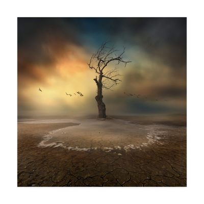 Trademark Fine Art Lonely Single Tree by Piotr Krol BAX, 18x18
