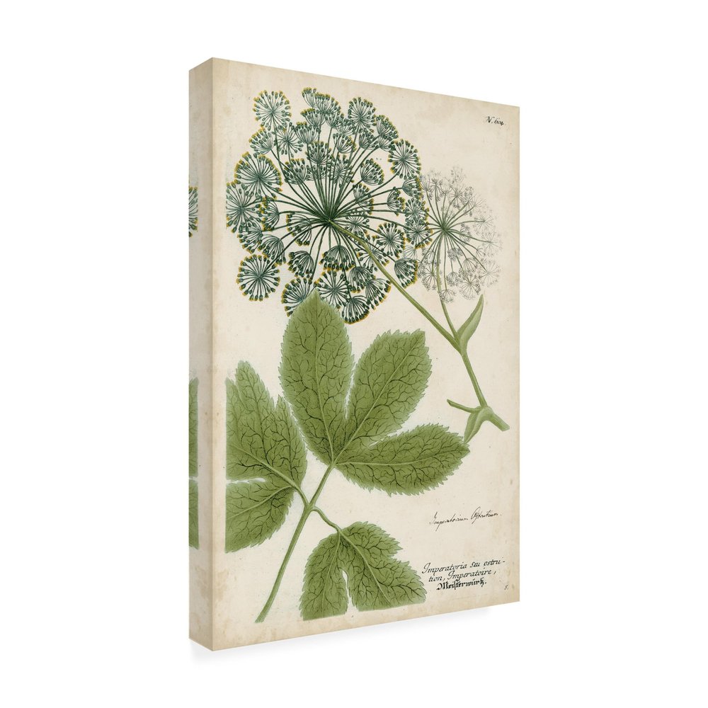 Wrapped Canvas Wall Art - Weinmann 'Queen Annes Lace Green' Wall Art for Living Room, Bedroom, or Office Dcor - 16x24