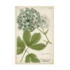 Wrapped Canvas Wall Art - Weinmann 'Queen Annes Lace Green' Wall Art for Living Room, Bedroom, or Office Dcor - 16x24 view 2