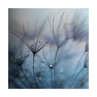Trademark Fine Art Teardrop Dandelion by Mathieu irthum, 18x18