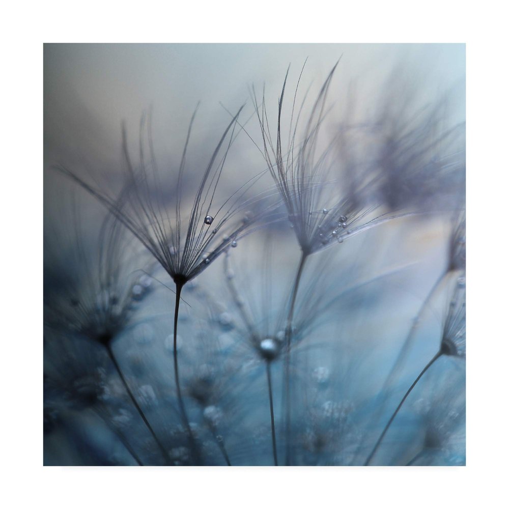 Trademark Fine Art Teardrop Dandelion by Mathieu irthum, 18x18
