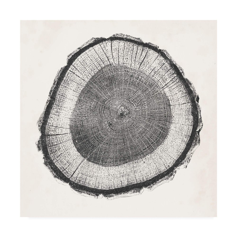 Trademark Fine Art Tree Ring II by Vision Studio, 18x18