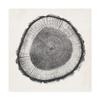 Trademark Fine Art Tree Ring II by Vision Studio, 18x18 view 1