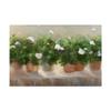 Trademark Fine Art White Geraniums by Sheila Finch, 16x24 view 1