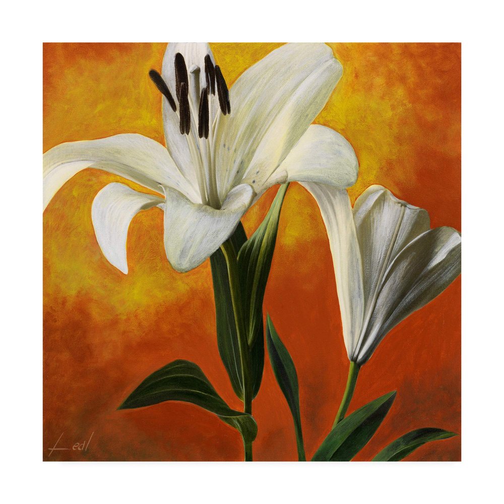 Trademark Fine Art White Flower Over Orange Light 1 by Pablo Esteban, 18x18