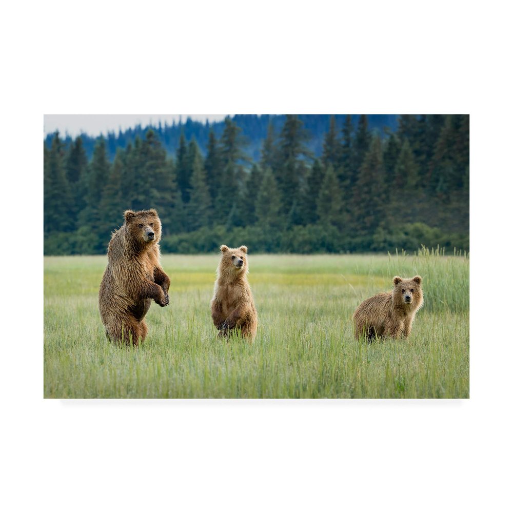 Trademark Fine Art Alert Bears by Renee Doyle, 16x24