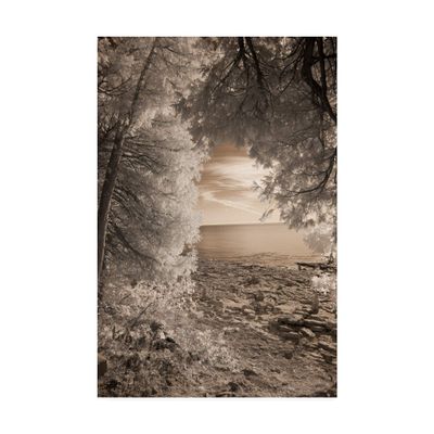 Trademark Fine Art Tree Frame Sepia by Monte Nagler, 16x24