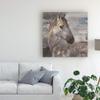 Trademark Fine Art Appaloosa by Albena Hristova, 18x18 view 3