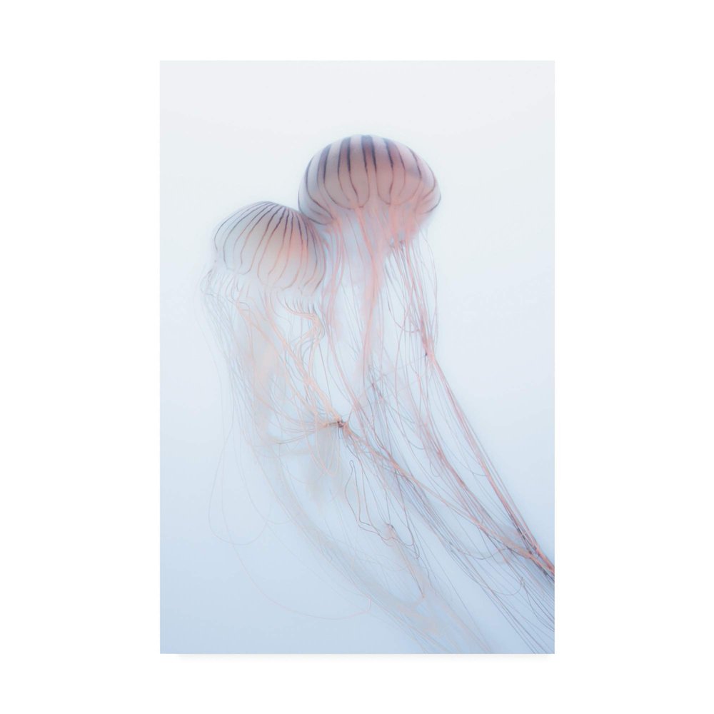 Trademark Fine Art Lovers Pink Jellyfish by Takeshi Marumoto, 16x24