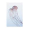 Trademark Fine Art Lovers Pink Jellyfish by Takeshi Marumoto, 16x24 view 1