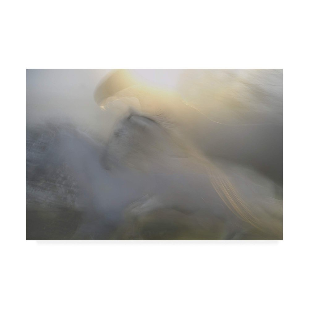 Trademark Fine Art A Dream Abstract by Milan malovrh, 16x24