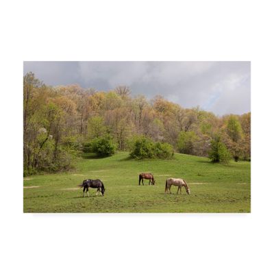 Trademark Fine Art Horses in The Field West Virginia Color by Monte Nagler, 16x24