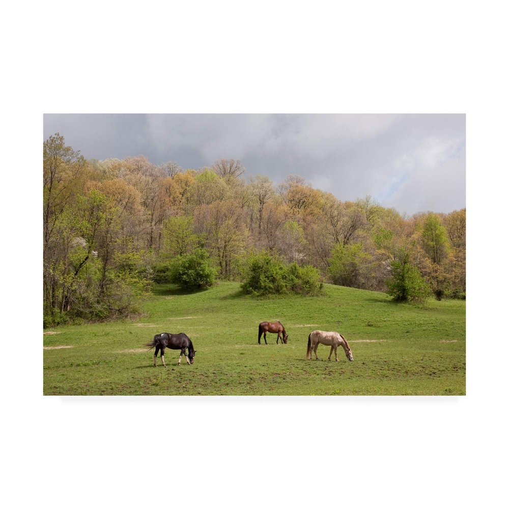 Trademark Fine Art Horses in The Field West Virginia Color by Monte Nagler, 16x24
