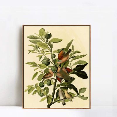 Framed Canvas Giclee Print Ground Dove by John James Audubon Wall Art Living Room Home Office Decorations(Wood Color Slim Frame,20"x24")