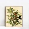 Framed Canvas Giclee Print Ground Dove by John James Audubon Wall Art Living Room Home Office Decorations(Wood Color Slim Frame,20"x24") view 1