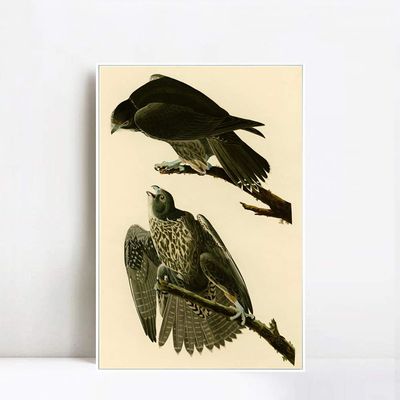 Framed Canvas Giclee Print Series#119 by John James Audubon Wall Art Living Room Home Office Decorations(White Slim Frame,20"x28")