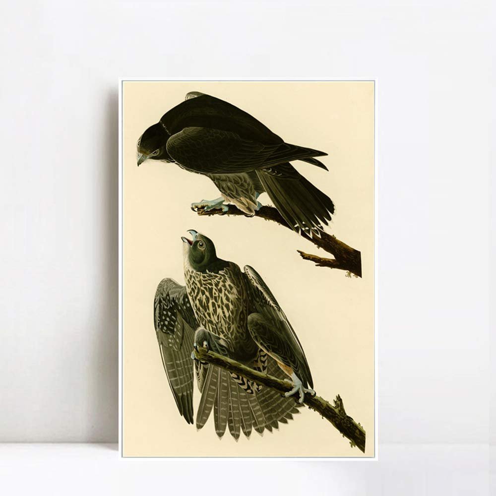 Framed Canvas Giclee Print Series#119 by John James Audubon Wall Art Living Room Home Office Decorations(White Slim Frame,20"x28")