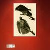 Framed Canvas Giclee Print Series#119 by John James Audubon Wall Art Living Room Home Office Decorations(White Slim Frame,20"x28") view 3