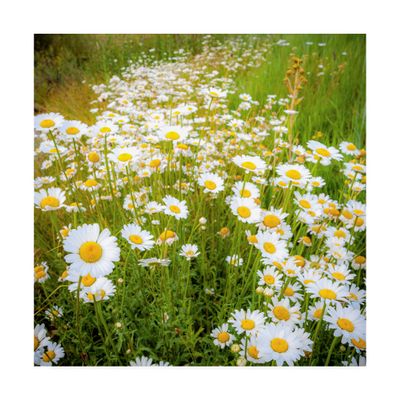 Trademark Fine Art Daisies in Field by Dan Ballard, 18x18