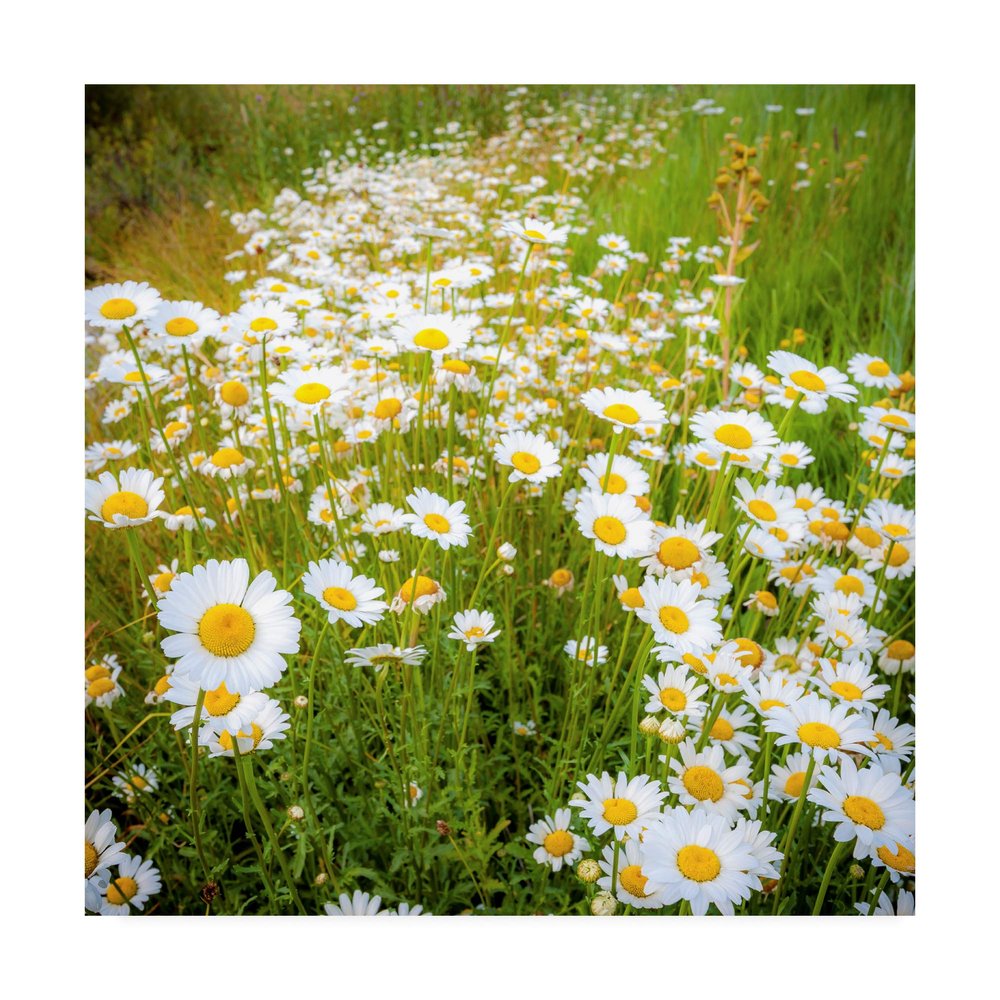 Trademark Fine Art Daisies in Field by Dan Ballard, 18x18