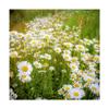 Trademark Fine Art Daisies in Field by Dan Ballard, 18x18 view 1