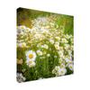 Trademark Fine Art Daisies in Field by Dan Ballard, 18x18 view 2