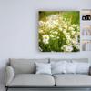 Trademark Fine Art Daisies in Field by Dan Ballard, 18x18 view 3