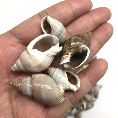 PEPPERLONELY Brown Marginellas Hermitcrab Sea Shells, 6 OZ Approx. 100+PC Shells, 1 Inch ~ 1-1/2 Inch