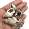 PEPPERLONELY Brown Marginellas Hermitcrab Sea Shells, 6 OZ Approx. 100+PC Shells, 1 Inch ~ 1-1/2 Inch view 1
