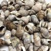 PEPPERLONELY Brown Marginellas Hermitcrab Sea Shells, 6 OZ Approx. 100+PC Shells, 1 Inch ~ 1-1/2 Inch view 2