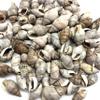 PEPPERLONELY Brown Marginellas Hermitcrab Sea Shells, 6 OZ Approx. 100+PC Shells, 1 Inch ~ 1-1/2 Inch view 3
