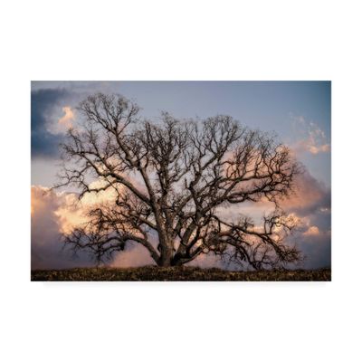 Trademark Fine Art Grand Oak Tree II by Rachel Perry, 16x24
