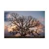 Trademark Fine Art Grand Oak Tree II by Rachel Perry, 16x24 view 1