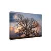 Trademark Fine Art Grand Oak Tree II by Rachel Perry, 16x24 view 2