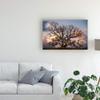 Trademark Fine Art Grand Oak Tree II by Rachel Perry, 16x24 view 3