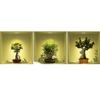 Ambiance Sticker col-3d-bonsai05_30x90 Wall Sticker Vinyl, Multi-Colour, 30 x 90 cm view 3